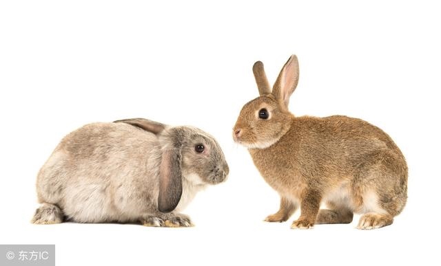 975年属兔一生有几次大运，1975属兔2022年每月"