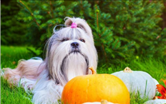 男属兔女属狗婚姻好吗，男兔女狗的婚姻最终结局