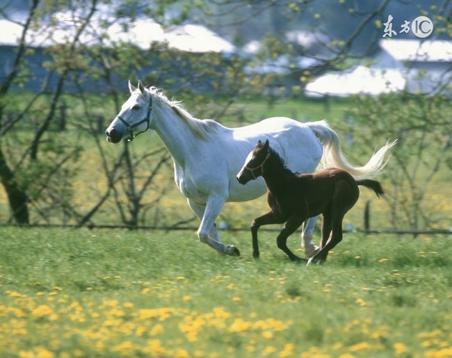 002年属马多大年龄了，02年虚岁多大到2022