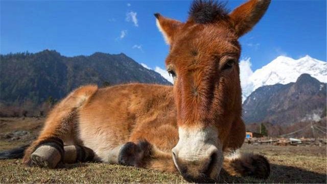 马和马配对怎么不好，夫妻两人都属马相克吗