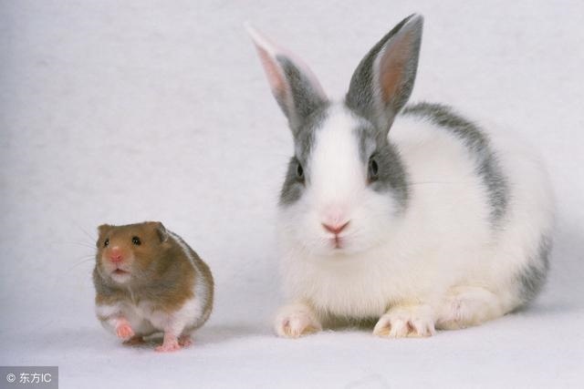 987年兔33岁感情，属兔2022