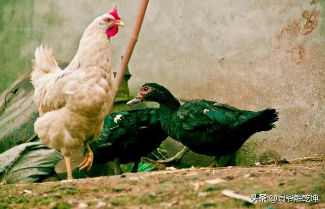 属虎和属蛇事业上在一起好不好，属虎跟属虎在一起合适