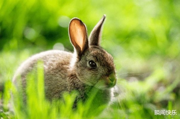 妈妈属鼠儿子属兔好吗，属鼠的爸爸和属虎的儿子