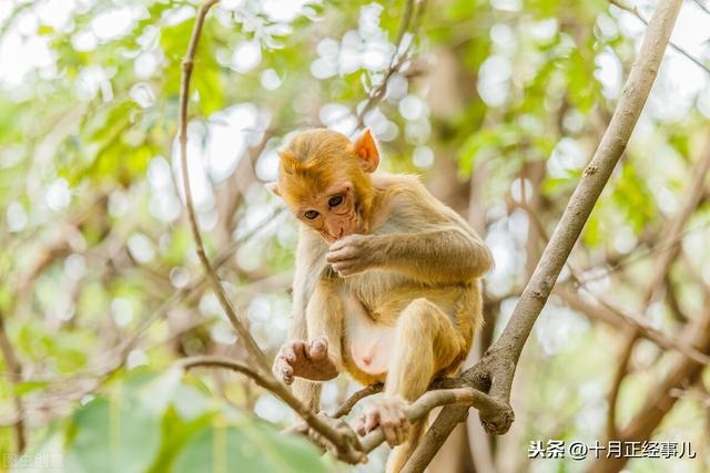 999年为什么属虎，1999年为什么也有属虎的"