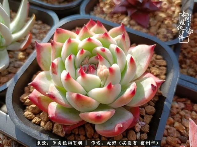 别人送兔子给我养好不好，兔子可以送给别人养吗