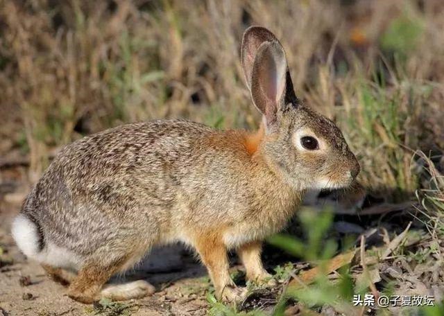 十二生肖的主要内容，十二生肖简短故事50字