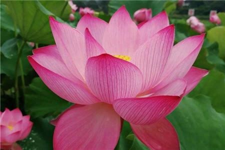 属兔的是哪年的生的，63年属兔的是什么命