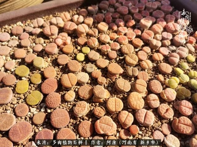 属龙的哪天出生最苦，属龙生在几月最命苦