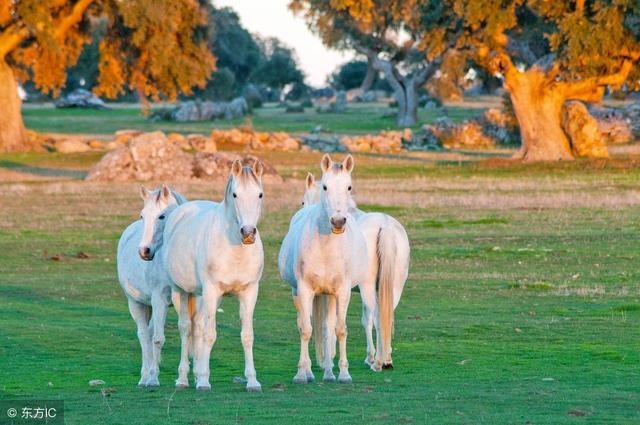 022年喜事接二连三生肖马，2022年容易生女儿的生肖"