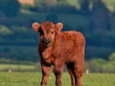 十二属相排行的顺序，十二生肖的贵人属相