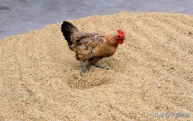 十二生肖的主要内容，十二生肖简短故事50字