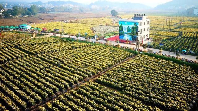 023年黑兔，黑兔年会是地极移大灾难"