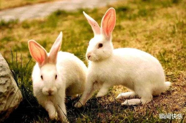 属兔的富豪出生在几月，1975年属兔几月出生好