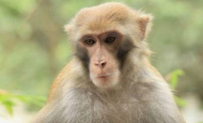 属猴人的婚配属相，生肖属猴的更佳配偶