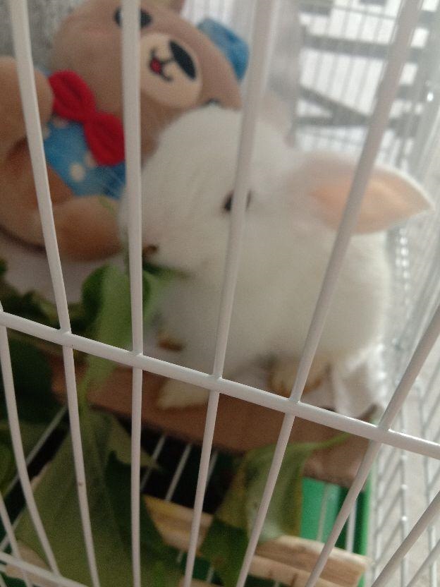 兔子一次睡多久，小白兔睡觉睡几个小时