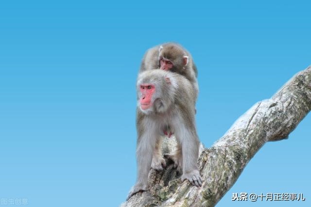 999年为什么属虎，1999年为什么也有属虎的"