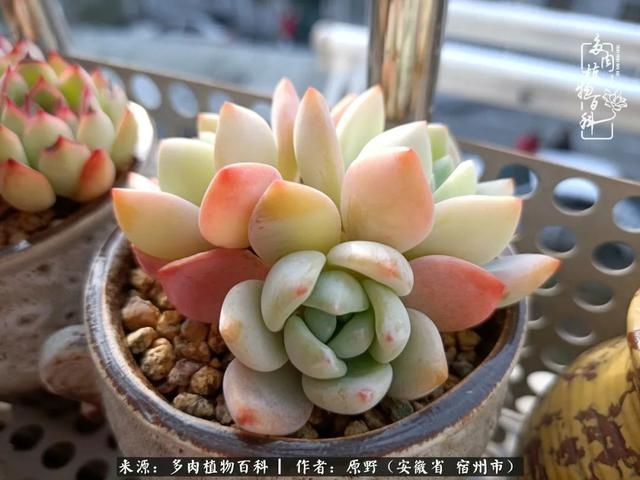 别人送兔子给我养好不好，兔子可以送给别人养吗