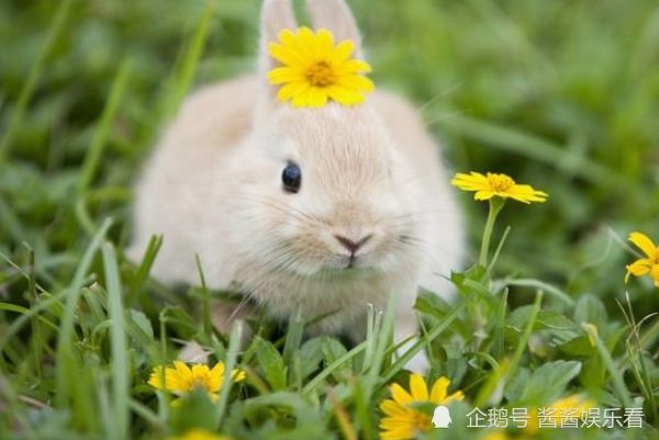 5年属兔运势怎么样，1975年今年运程怎么样"