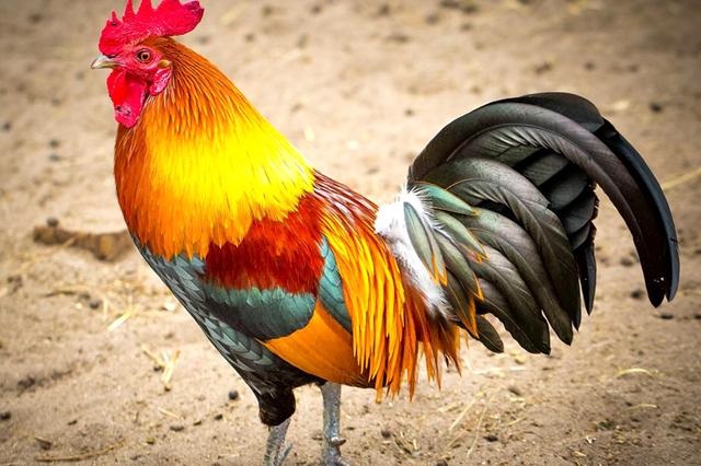 属狗适合开什么店，适合一个人开的实体店