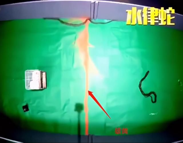 蛇最怕什么东西，蛇最喜欢吃什么水果