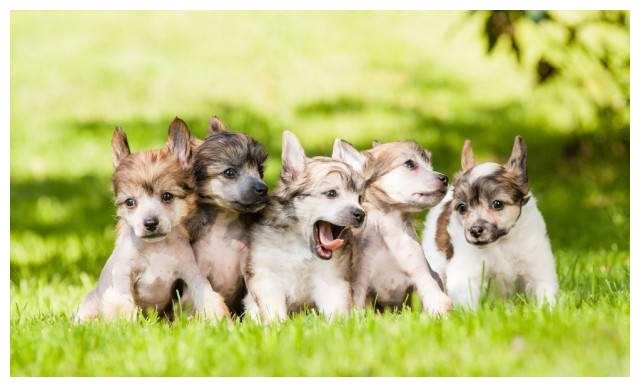 属狗女不能配什么属相，1994年属狗更佳婚配