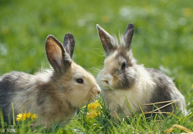 7年兔什么时候财运好，2022