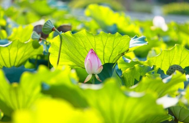 正缘桃花年份什么意思，正缘桃花是什么意思