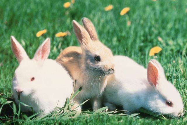 属兔的哪个月份是苦命，87年属兔33岁有一劫