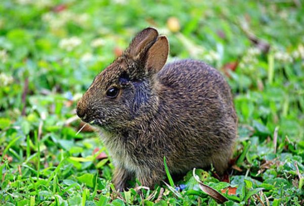 属兔3合3不合，龙妈妈兔宝宝相克吗