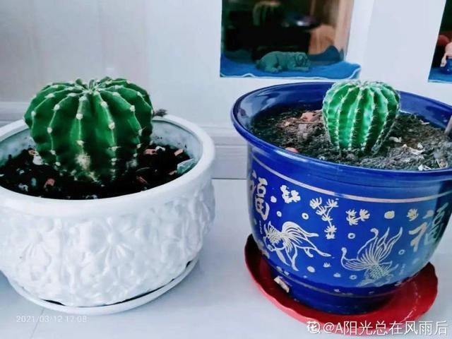 为什么属兔和属龙相害，生肖中为何属兔与属龙犯冲