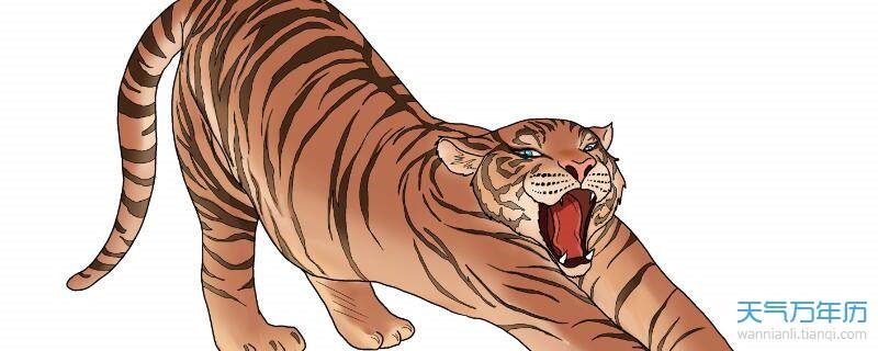 属虎的女性更佳婚配，属马的最怕的三个生肖