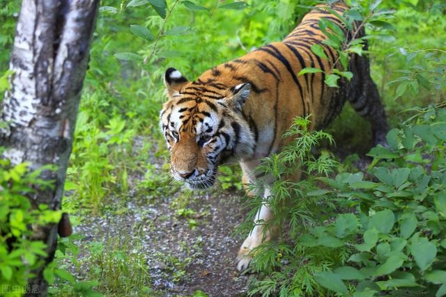 022年是百年不遇虎吗，虎进门必伤人伤的是谁"