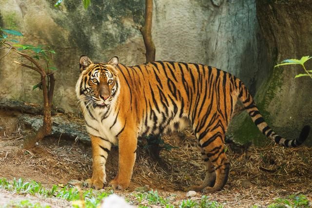 022年是百年不遇虎吗，虎进门必伤人伤的是谁"