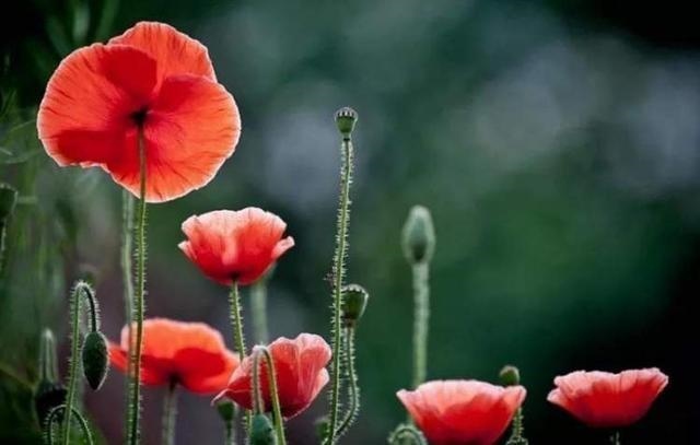 963年闰四月,1982年闰四月初八生肖"