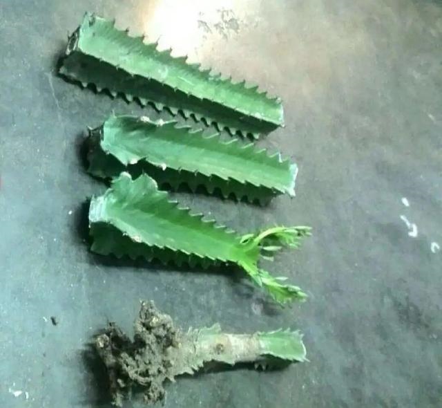 为什么属兔和属龙相害，生肖中为何属兔与属龙犯冲