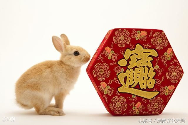 属兔今年的运气和财运，属兔2022 年每月