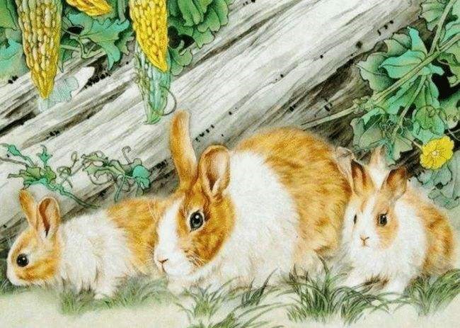 属兔的人和属兔的人相配吗,属兔的人和属兔的人在一起好不好