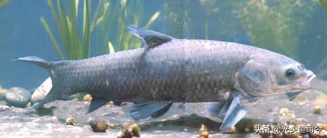 974年属虎寿命多长，74年属虎女一生寿命"