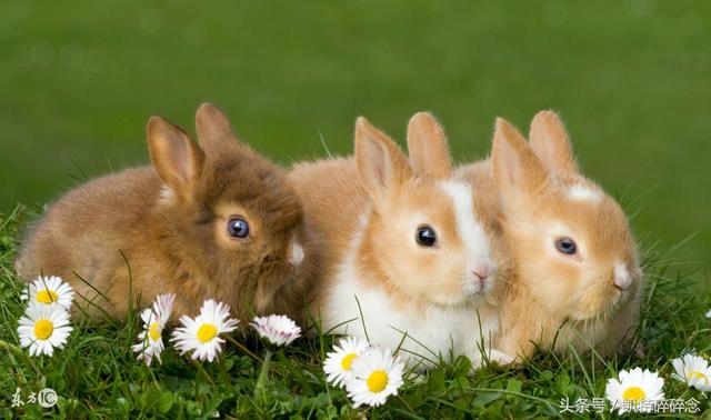 属兔今年的运气如何，2022 年属兔人的全年运势