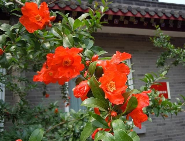 属兔的是哪年的生的，63年属兔的是什么命