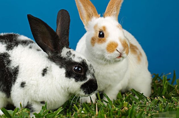 属兔几月出生更好，属兔生在几月最命苦