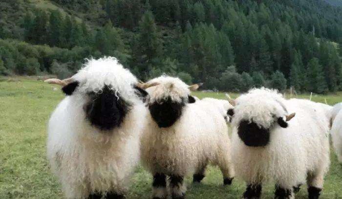 属羊的人是哪一年出生的，生肖属羊的出生在这些年份