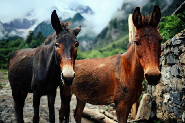 马和马配对怎么不好，夫妻两人都属马相克吗