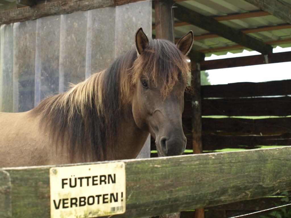 马的对头是什么动物,鳌是什么动物