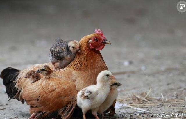 属鸡的女人命运怎么样，属鸡人一生最克谁