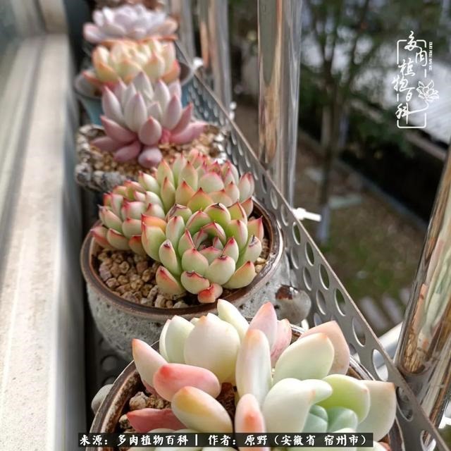 别人送兔子给我养好不好，兔子可以送给别人养吗