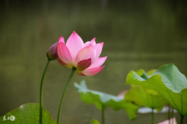 982年属狗40岁运气好不好，82年属狗40岁以后婚姻"