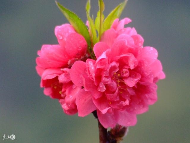 属兔人哪年运气更好，75年属兔47岁有一灾