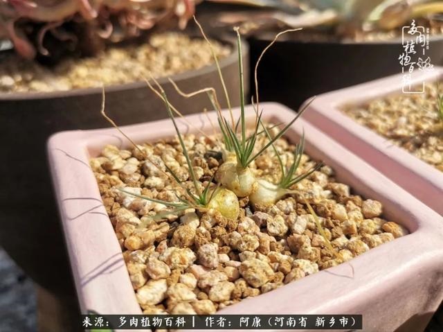 属龙的哪天出生最苦，属龙生在几月最命苦