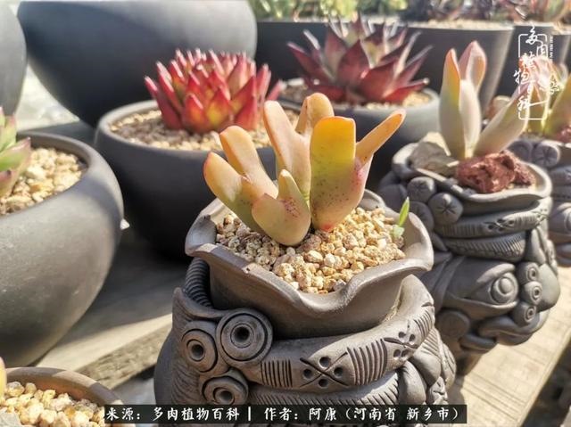 属龙的哪天出生最苦，属龙生在几月最命苦